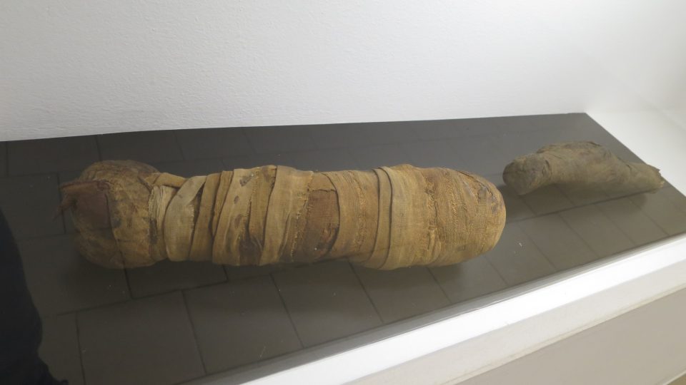 V muzeu jsou vystavné i zvířecí mumie, například kočky nebo poštolky