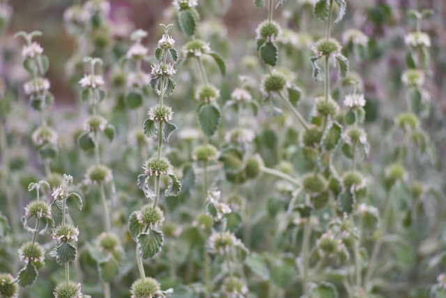 Jablečník obecný  (Marrubium vulgare) | foto: Profimedia